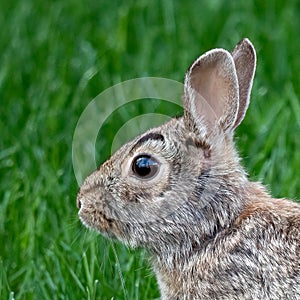 Eastern Cottontail Rabbit profile in a lush lawn of green grass photo