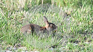 Eastern Cottontail Rabbit Resting in the Grass