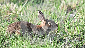 Eastern Cottontail Rabbit Resting in the Grass