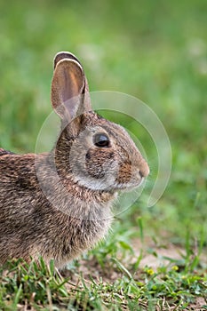 Eastern Cottontail Rabbit resting side profile closeup portrait