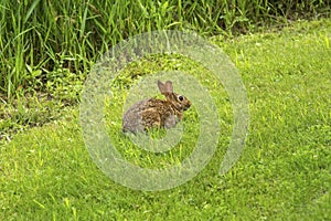 Eastern cottontail rabbit sitting in the grass in Connecticut.