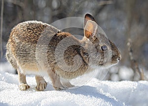 Eastern cottontail rabbit sitting in the snow in a winter forest.