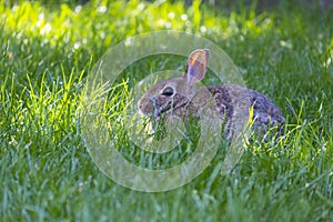 A Eastern Cottontail Rabbit Sitting on Tall Grass in a Backyard