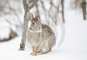 An Eastern cottontail rabbit sitting in a winter forest in Canada