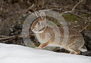 Eastern cottontail rabbit sitting in a winter forest in Canada