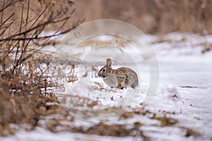 Eastern Cottontail rabbit in snow photo