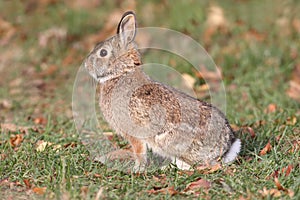 Eastern Cottontail Rabbit Sylvilagus floridanus