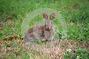 Eastern Cottontail Rabbit Sylvilagus floridanus