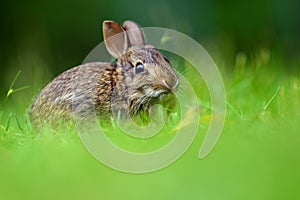 Eastern cottontail rabbit (Sylvilagus floridanus)