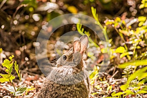 Eastern Cottontail Rabbit (Sylvilagus floridanus) on alert