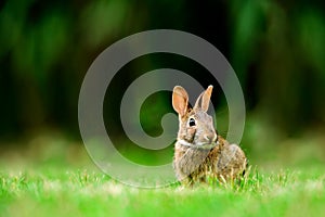 Eastern cottontail rabbit Sylvilagus floridanus in British Col