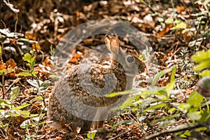 Eastern Cottontail Rabbit (Sylvilagus floridanus) in brush