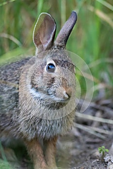 Eastern Cottontail Rabbit closeup in soft morning light