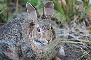 Eastern Cottontail Rabbit closeup in soft morning light photo