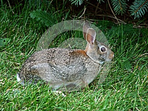 Eastern Cottontail Rabbit Sylvilagus floridanus photo