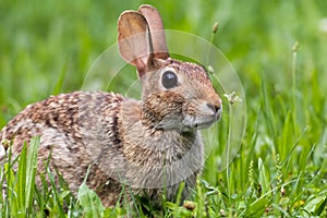 Eastern Cottontail Rabbit, Sylvilagus floridanus, in lush green morning grass