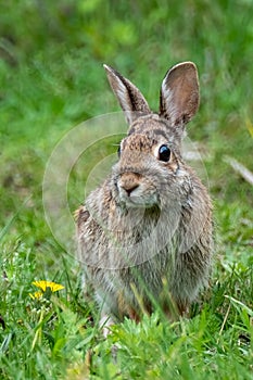 Eastern Cottontail Rabbit (Sylvilagus floridanus) portrait