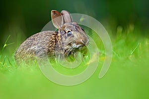 Eastern cottontail rabbit (Sylvilagus floridanus) photo