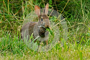 Eastern Cottontail - Sylvilagus floridanus