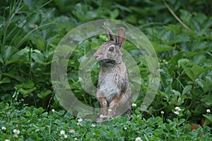Eastern Cottontail Standing Up 2 - Sylvilagus floridanus