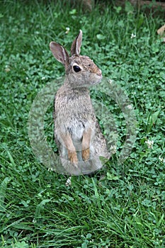 Eastern Cottontail Standing Up 3 - Sylvilagus floridanus