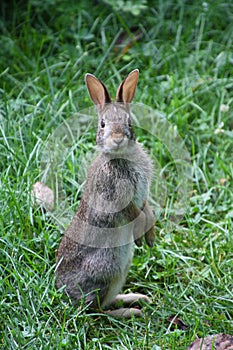 Eastern Cottontail Standing Up Sylvilagus floridanus