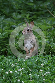 Eastern Cottontail Standing Up 4 - Sylvilagus floridanus