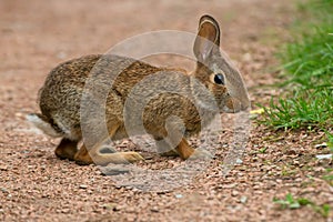 Eastern Cottontail - Sylvilagus floridanus