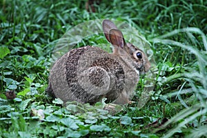 Eastern Cottontail Sylvilagus floridanus With Big Bright Eyes