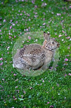 Eastern Cottontail, Sylvilagus floridanus in Field of Pink Petals