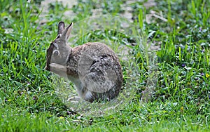 Bunny with Eyebrows Cleaning Face with Paws - Eastern Cottontail - Sylvilagus floridanus