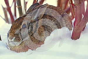 Eastern Cottontail Sylvilagus floridanus Rabbit at Rest, Southwestern Ontario, Canada