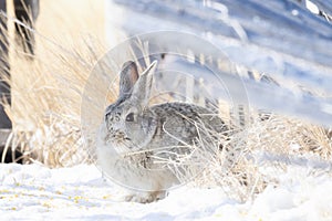 An Eastern Cottontail Sylvilagus floridanus Rabbit Sits in the Snow on the Rural Plains of Colorado in Winter