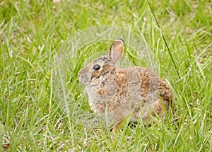 Eastern cottontail - Sylvilagus floridanus