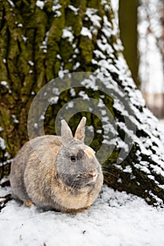 Eastern Cottontails Rabbit Sitting on Snow in Winter, Closeup Portrait