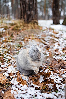 Eastern Cottontails Rabbit Sitting on Snow in Winter, Closeup Portrait