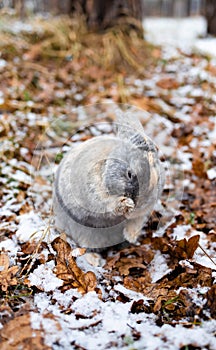 Eastern Cottontails Rabbit Sitting on Snow in Winter, Closeup Portrait