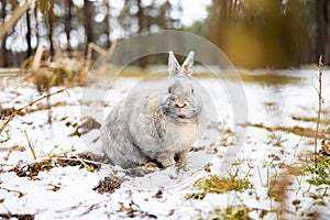 Eastern Cottontails Rabbit Sitting on Snow in Winter, Closeup Portrait