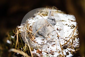 Eastern Cottontails Rabbit Sitting on Snow in Winter, resting by it`s hole.