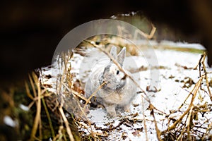 Eastern Cottontails Rabbit Sitting on Snow in Winter, resting by it`s hole.