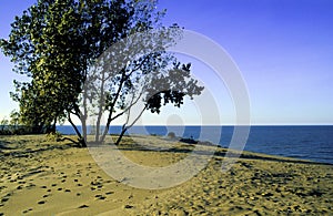 Eastern Cottonwoods on Mount Baldy 26063