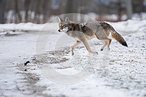 Eastern Coyote at Colonel Samuel Smith Park, Toronto
