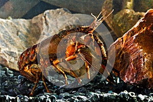 Eastern crayfish, orconectes limosus in the pond