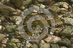 Eastern crayfish, Orconectes limosus in the stream
