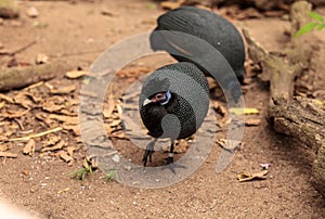 Eastern crested guineafowl called Guttera pucherani