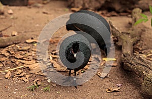 Eastern crested guineafowl called Guttera pucherani