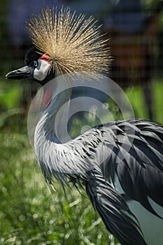 Eastern crowned crane in a Russian zoo.