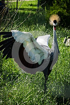 Eastern crowned crane in a Russian zoo.