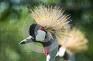 Eastern crowned crane in a Russian zoo.