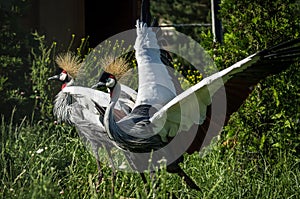 Eastern crowned crane in a Russian zoo.